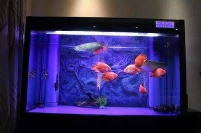 彩蝶龍魚缸養殖需要注意的事項：彩蝶龍魚缸養殖技術 彩蝶龍魚缸養殖需要注意的事項：彩蝶龍魚缸養殖技術 龍魚百科 第1張