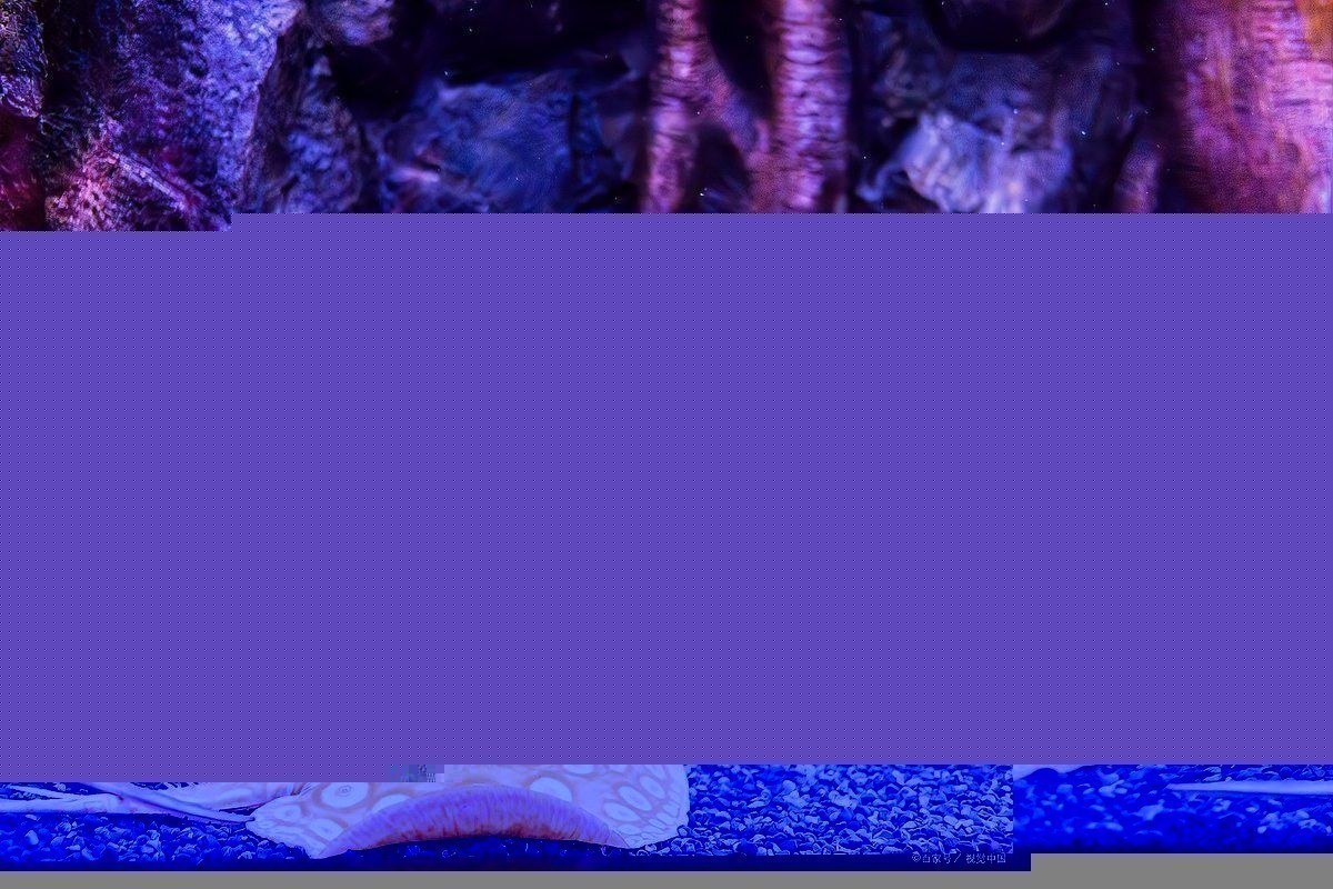 龍魚照片中哪種細(xì)節(jié)最難拍攝？