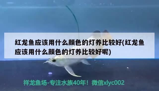 紅龍魚應該用什么顏色的燈養比較好(紅龍魚應該用什么顏色的燈養比較好呢)