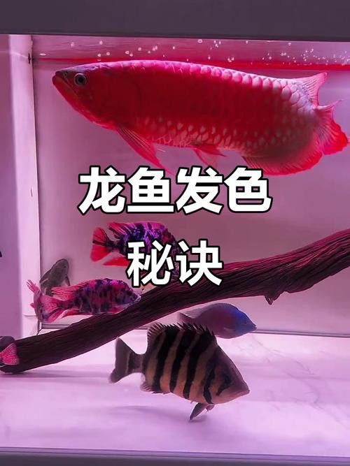 金龍魚用led燈好不好看
