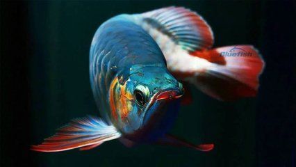 攝圖網獲取龍魚壁紙素材，超美龍魚壁紙高清壁紙高清：攝圖網、最佳壁紙網等網站提供了龍魚壁紙素材
