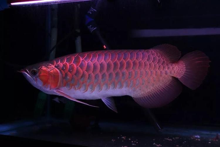 紅龍魚(yú)鱗片缺口能長(zhǎng)回嗎：紅龍魚(yú)的鱗片缺口能長(zhǎng)回嗎