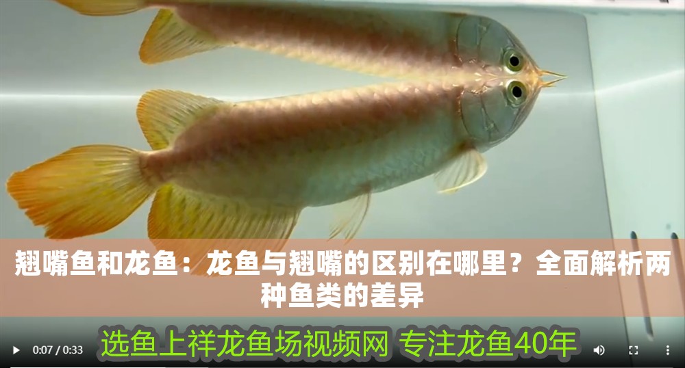翹嘴魚和龍魚：龍魚與翹嘴的區別在哪里？全面解析兩種魚類的差異