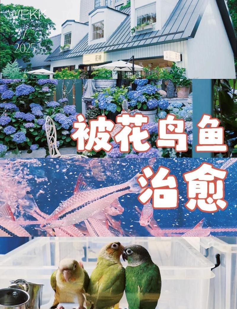 深圳龍魚批發在哪里進貨