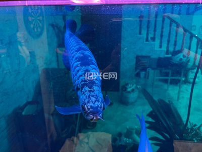 藍底金龍魚用什么顏色燈好看些：藍底金龍魚的飼養需要注意燈光的選擇