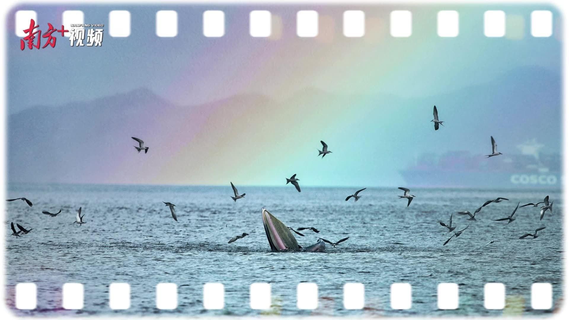 深海龍魚的圖片大全集