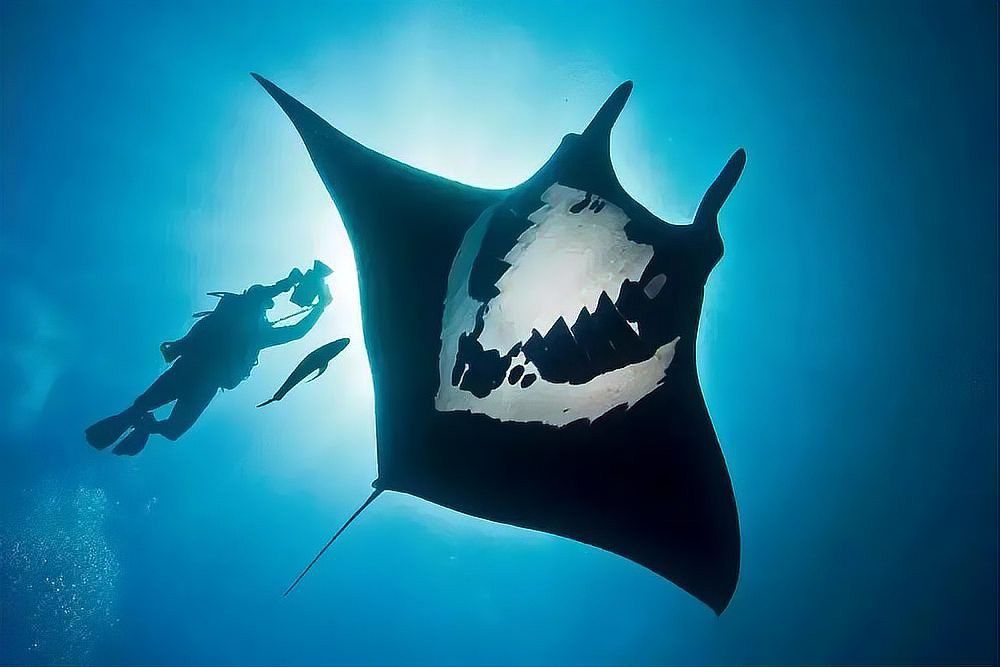 深海龍魚的圖片大全集
