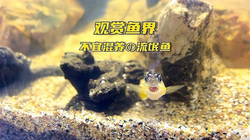 六角恐龍魚是觀賞魚嗎 六角恐龍魚是觀賞魚嗎 龍魚百科 第1張