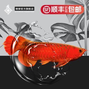 赤血紅龍魚賽級：赤血紅龍魚賽級的網址推薦
