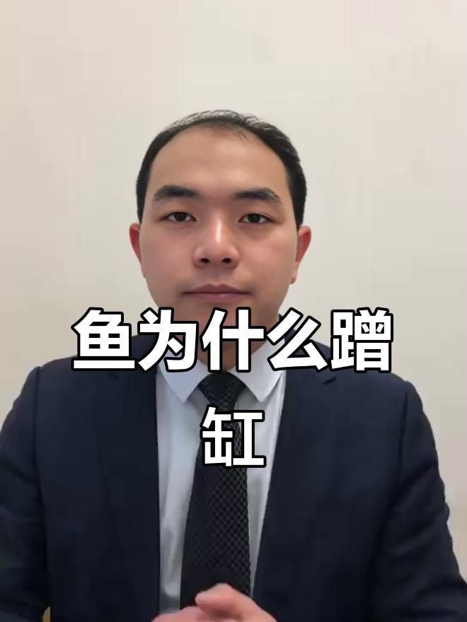 如何改善魚撞缸問題
