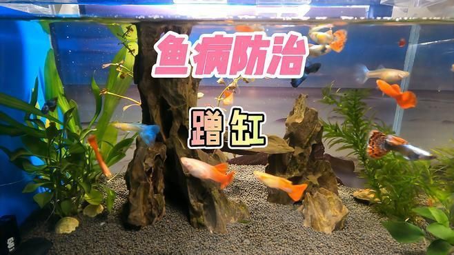 如何改善魚撞缸問題