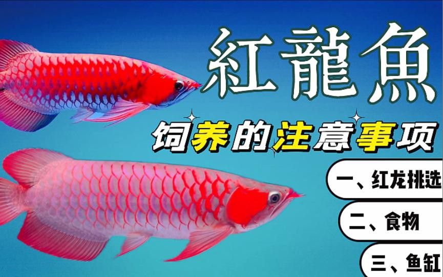 紅龍魚生長過程中有哪些注意事項？