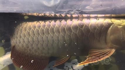 龍魚棉口（如何預(yù)防龍魚棉口病）
