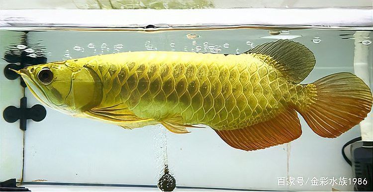 如何判斷龍魚是否適合換缸？