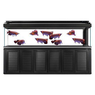 一米二龍魚缸多少升水（一個1.2米的魚缸可以容納多少升的水？）