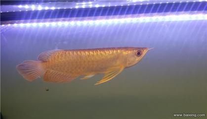 網上賣的龍魚怎么樣（網上購買龍魚可靠嗎） 網上賣的龍魚怎么樣（網上購買龍魚可靠嗎） 龍魚百科 第2張