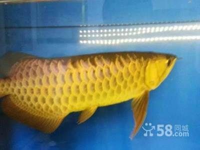 網上賣的龍魚怎么樣（網上購買龍魚可靠嗎） 網上賣的龍魚怎么樣（網上購買龍魚可靠嗎） 龍魚百科 第1張