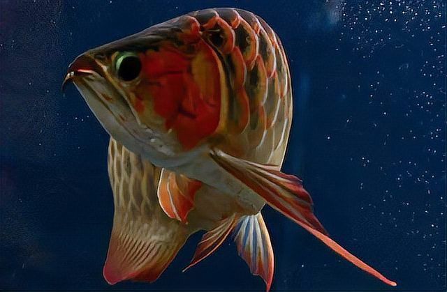 泗水紅龍的市場趨勢如何