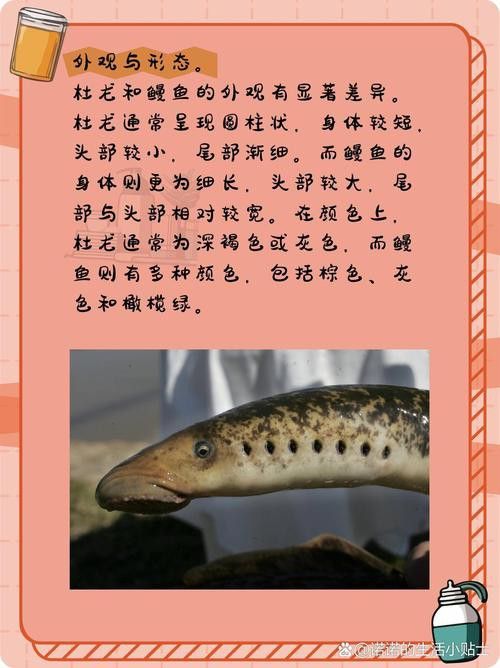汕頭杜龍魚是什么魚種圖片大全
