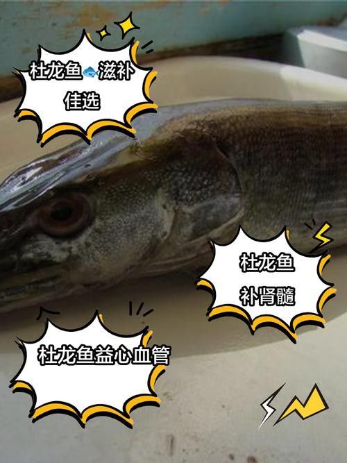汕頭杜龍魚是什么魚種圖片大全