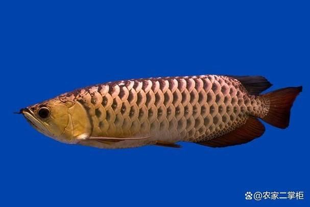 汕頭杜龍魚是什么魚種圖片大全