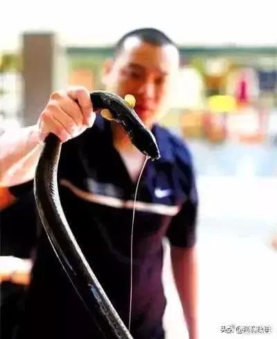 汕頭杜龍魚是什么魚種圖片大全