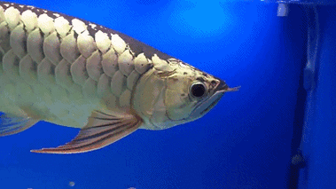 有哪些免費金龍魚動態壁紙？