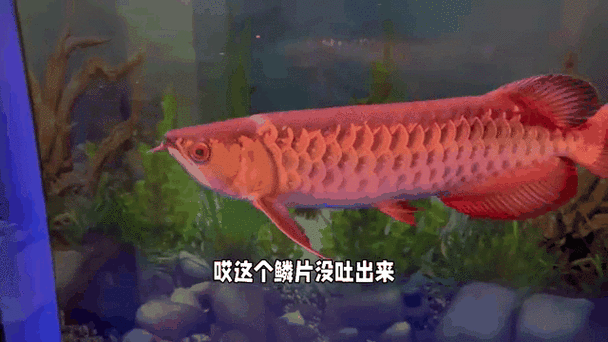 有哪些免費金龍魚動態壁紙？