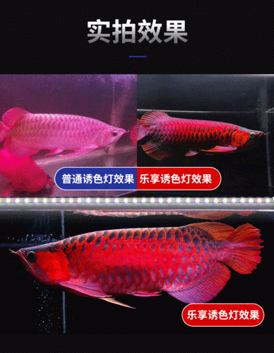 有哪些免費金龍魚動態壁紙？