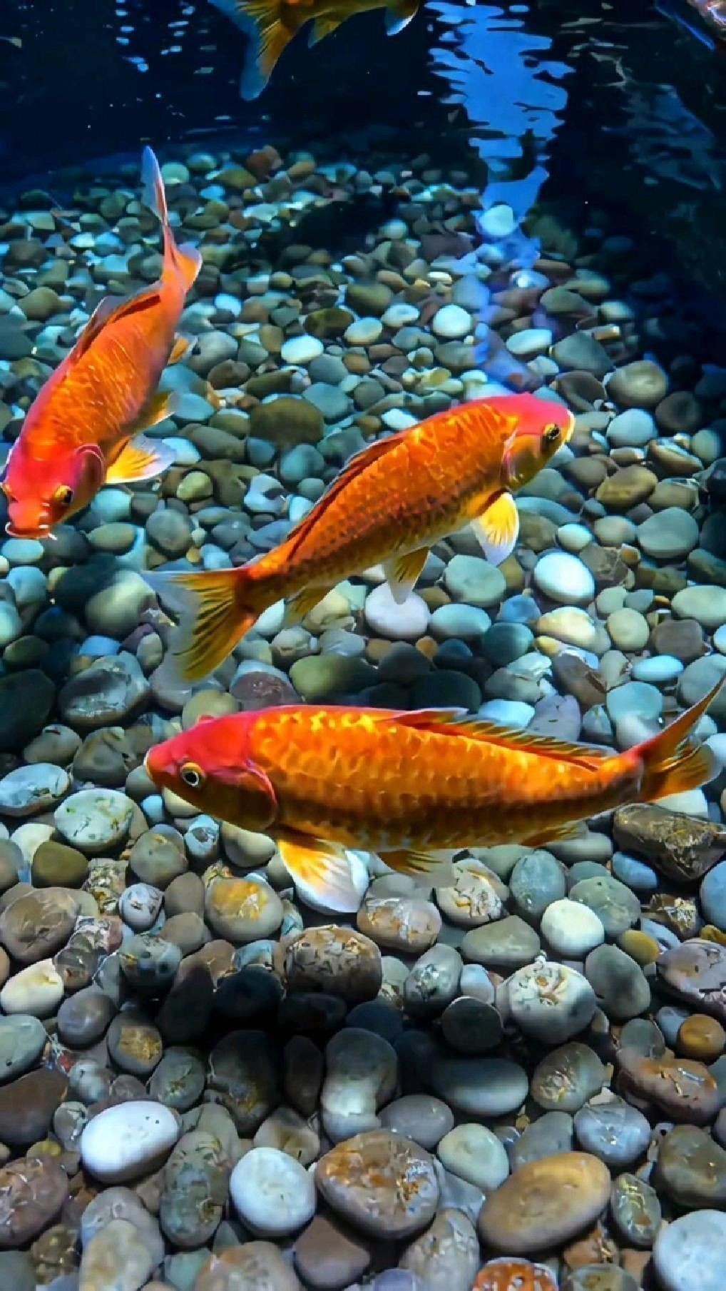 有哪些免費金龍魚動態壁紙？