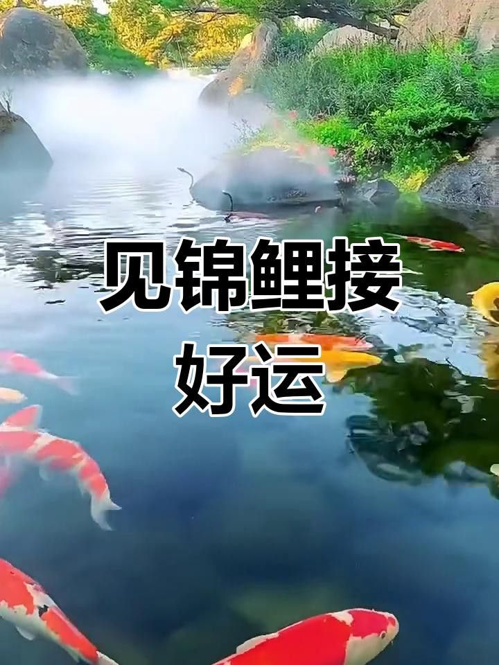 有哪些免費金龍魚動態壁紙？
