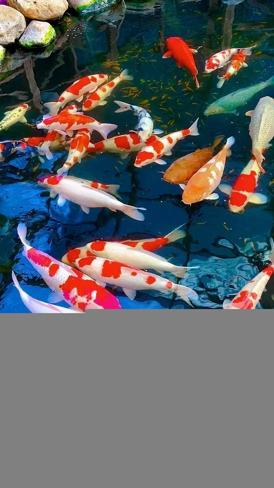 有哪些免費金龍魚動態壁紙？