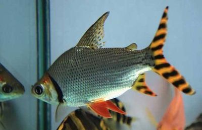 養(yǎng)金龍魚(yú)放清道夫好嗎（關(guān)于養(yǎng)金龍魚(yú)時(shí)應(yīng)該放入清道夫）