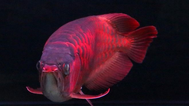 龍魚有哪些顏色好看：如何挑選高品質龍魚
