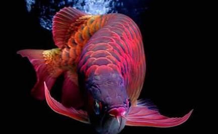 龍魚有哪些顏色好看：如何挑選高品質龍魚