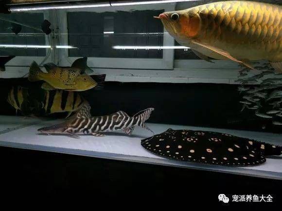 斑馬鴨嘴魚和龍魚混養(yǎng)好嗎圖片對(duì)比
