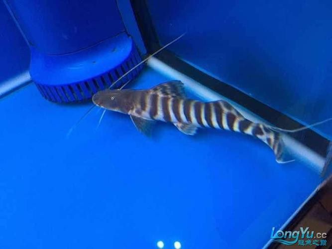 斑馬鴨嘴魚和龍魚混養(yǎng)好嗎圖片對(duì)比