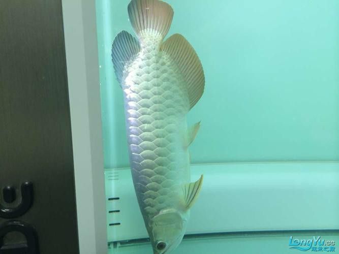 斑馬鴨嘴魚和龍魚混養(yǎng)好嗎圖片對(duì)比
