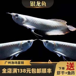 龍魚和銀龍魚的區(qū)別在哪里：龍魚和銀龍魚在外形、生活環(huán)境等方面存在顯著區(qū)別 龍魚和銀龍魚的區(qū)別在哪里：龍魚和銀龍魚在外形、生活環(huán)境等方面存在顯著區(qū)別 龍魚百科 第3張