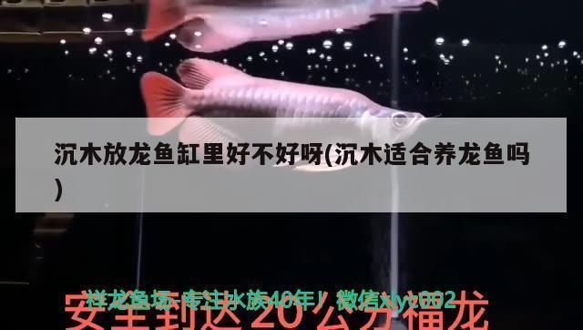 龍魚缸放什么沉木好看：龍魚缸放什么樣的沉木好看