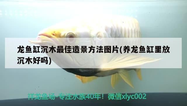 龍魚缸放什么沉木好看：龍魚缸放什么樣的沉木好看