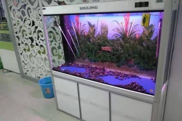 一般魚(yú)缸可以用多少年壽命呢（如何正確正確維護(hù)魚(yú)缸延長(zhǎng)壽命魚(yú)缸漏水常見(jiàn)原因及解決方法）