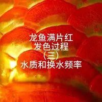 龍魚發色期間需要換水嗎？