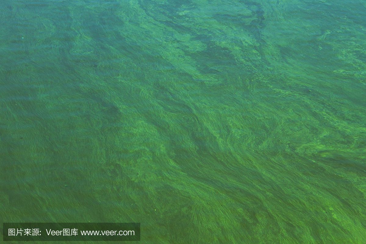 水草泥適用的水生生物種類：水草泥適用于多種水生生物的生長