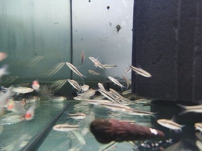 龍魚缸清潔魚怎么養(yǎng)：黃金達摩與黃金達摩的清潔工魚類種類及其養(yǎng)殖細節(jié)