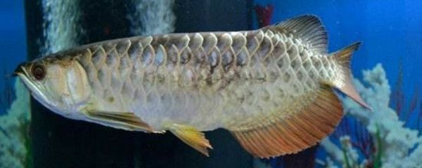 龍魚背部發黑是什么原因：龍魚背部發黑是什么原因龍魚背部發黑是什么原因引起的