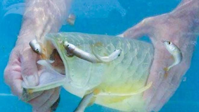 金龍魚嘴里吐白絲是怎么回事：金龍魚嘴里吐白絲可能是由于幾個不同的原因導致的