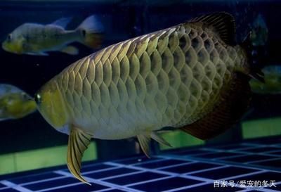 龍魚養一條還是兩條好：龍魚養一條還是兩條好，