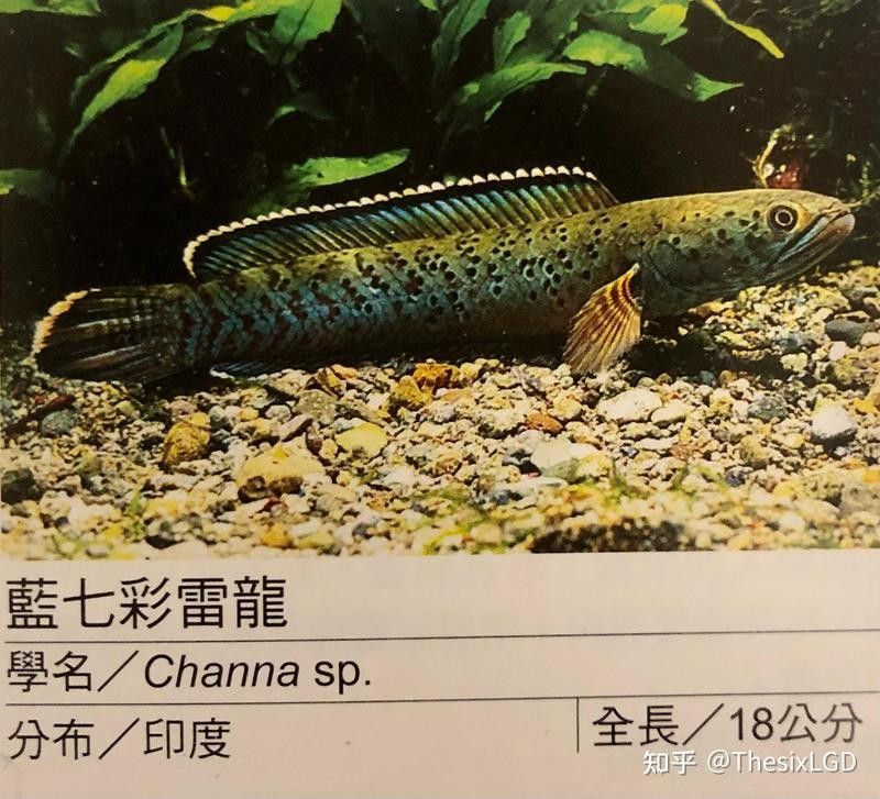 雷龍魚在哪買