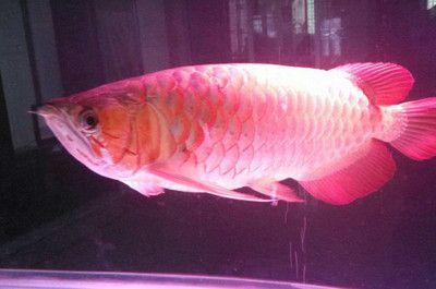 龍魚為什么沉在缸底下：龍魚為什么會沉在缸底？